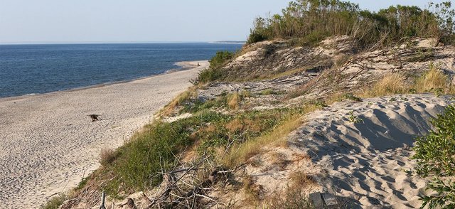 На Куршской косе показали, как пятнистый олень важно прогуливается по лесу (видео)