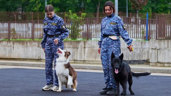 Кинологи и их напарники отметили профессиональный праздник