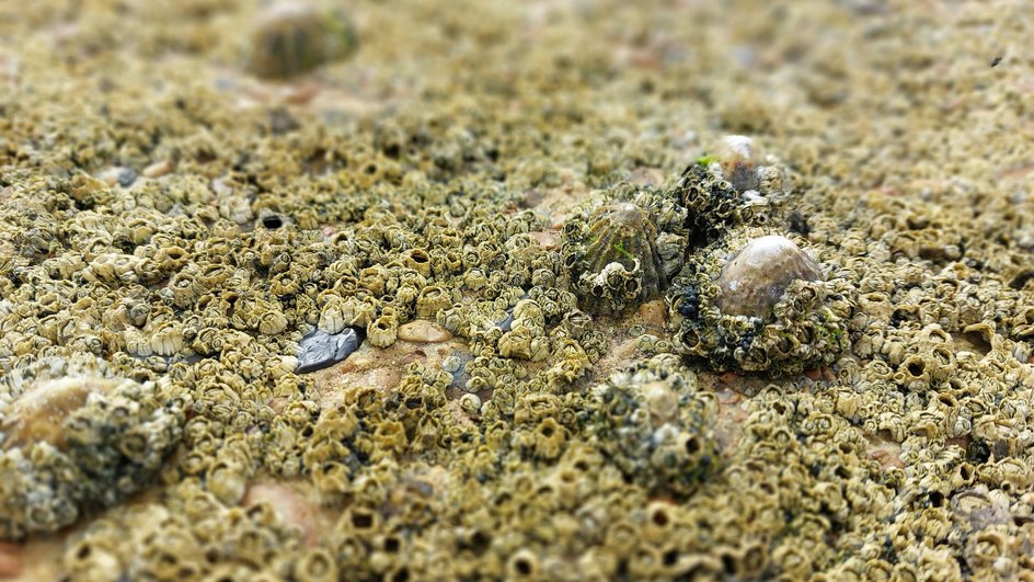 Морская вода с низким уровнем pH может растворять панцири морских обитателей Морская вода с низким уровнем pH может растворять панцири морских обитателей
