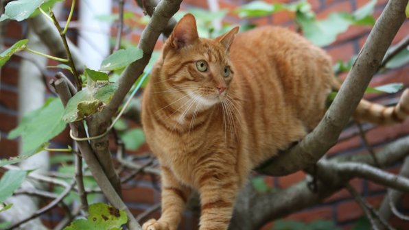 В Москве спасли кота, зажатого между стволами дерева
