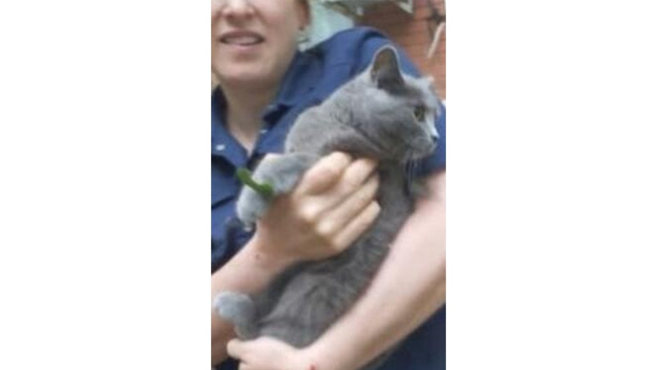 Кот на руках у врача Кот на руках у врача