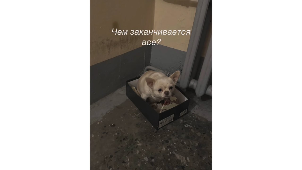 Брошенная в подъезде чихуахуа нашла дом за одну ночь Брошенная в подъезде чихуахуа нашла дом за одну ночь