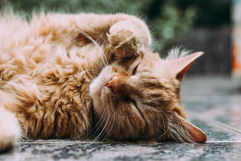Котик Котик