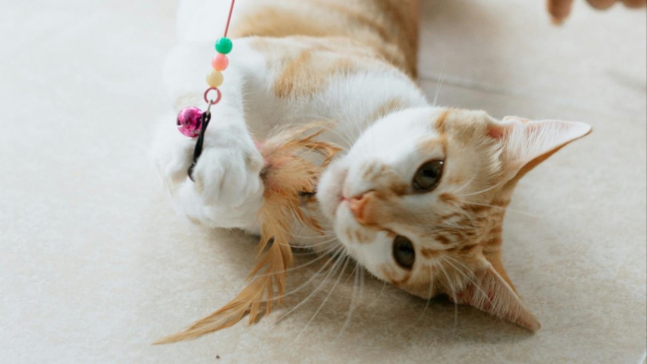 Кошка с дразнилкой Кошка с дразнилкой