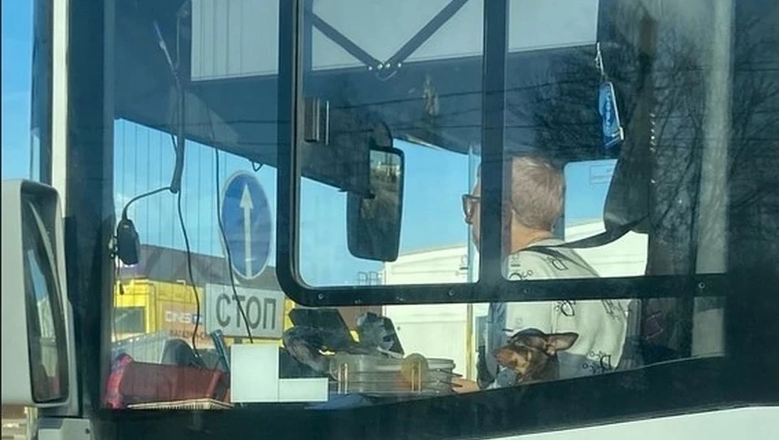 В Костроме собака стала звездой городского автобуса. В Костроме собака стала звездой городского автобуса.
