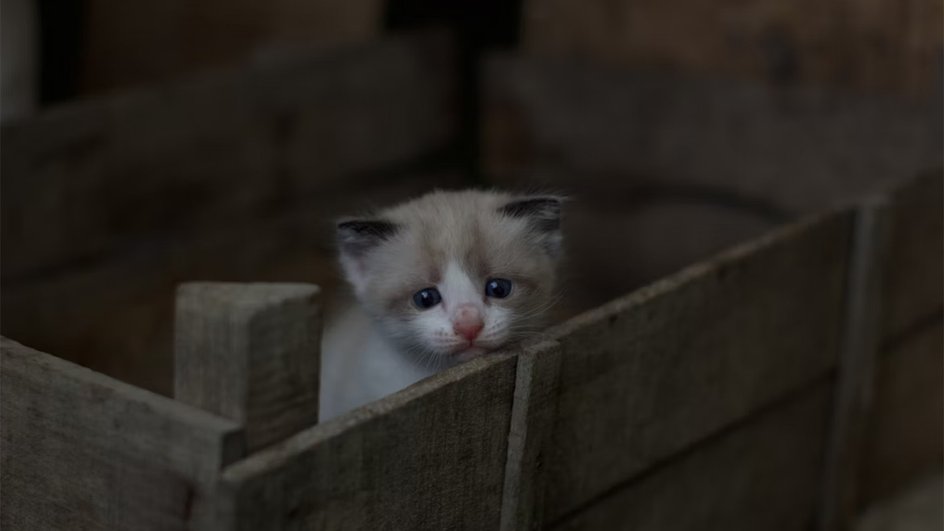 Сидящий в деревянной коробке котенок, который, согласно исследованиям и мнению ветеринаров, входит в группу риска заражения ринотрахеитом, которым инфицированы более половины всех кошек Сидящий в деревянной коробке котенок, который, согласно исследованиям и мнению ветеринаров, входит в группу риска заражения ринотрахеитом, которым инфицированы более половины всех кошек