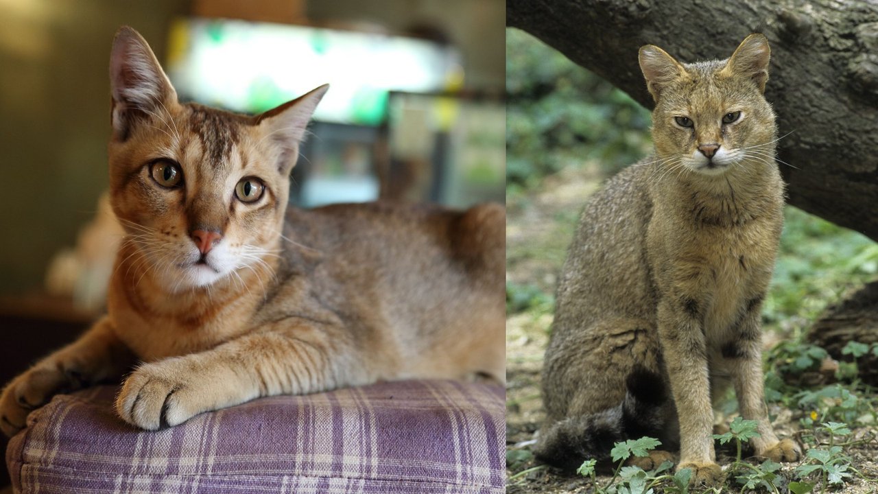 Камышовый кот (справа) и чаузи (слева)