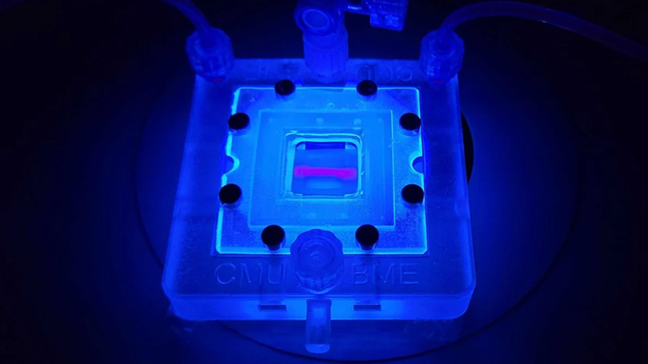 3D-каркас ткани поджелудочной железы, изготовленный из коллагена, на который наложены конфокальные флуоресцентные изображения внутренней сосудистой сети (зеленый) и экспрессированного инсулина (пурпурный) 3D-каркас ткани поджелудочной железы, изготовленный из коллагена, на который наложены конфокальные флуоресцентные изображения внутренней сосудистой сети (зеленый) и экспрессированного инсулина (пурпурный)