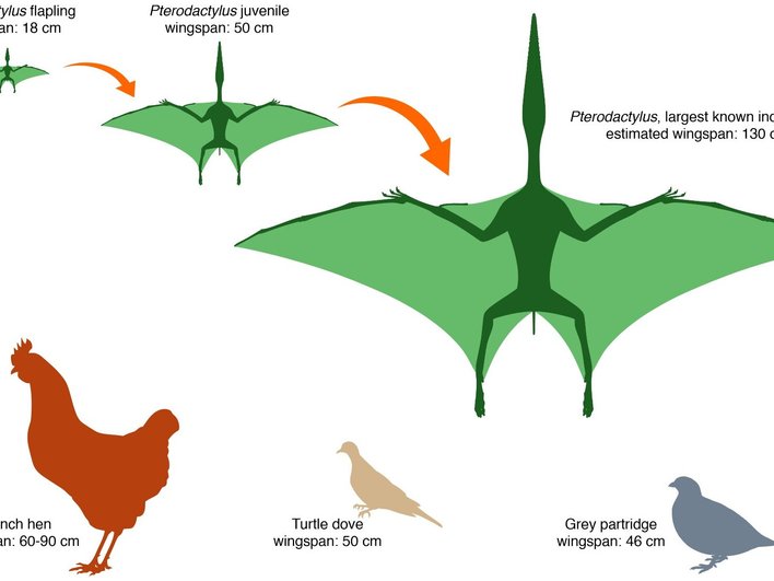 Рост птеродактиля