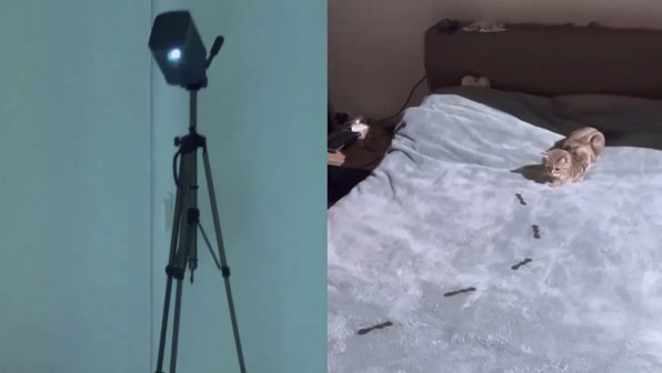 Девушка «поселила» в кровати жуков, чтобы ее котенку было весело