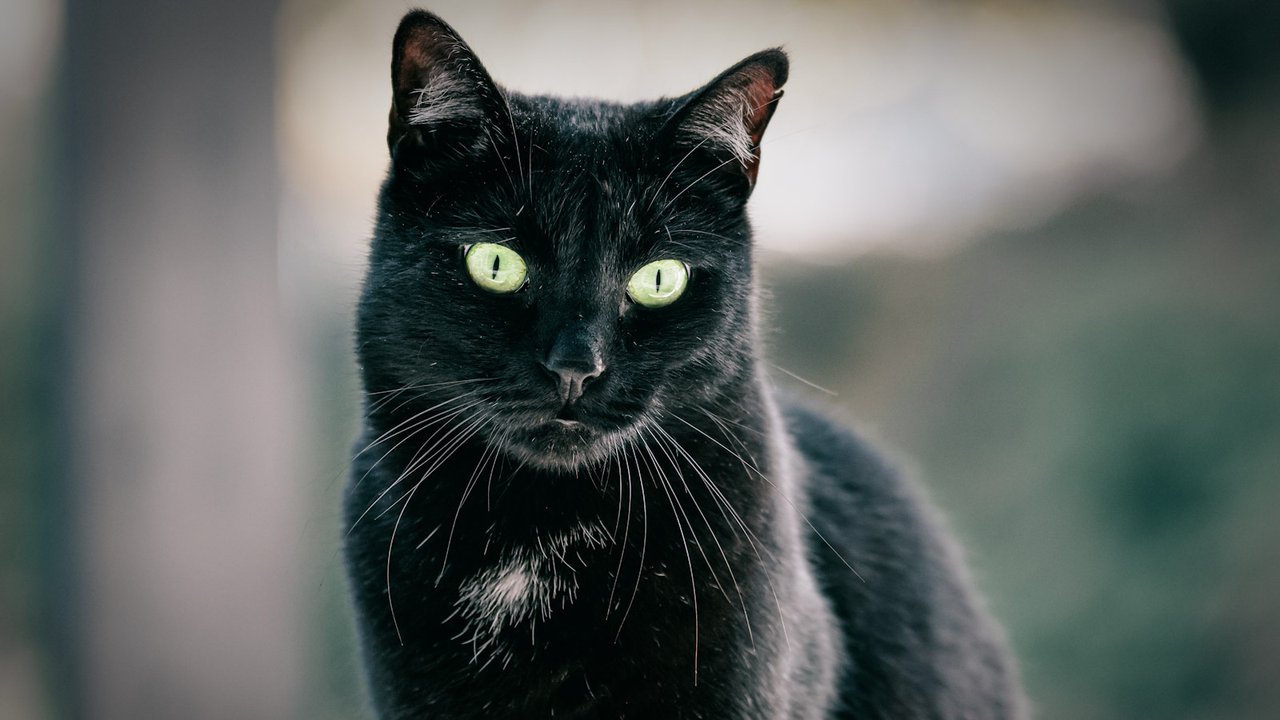 Дурная слава | 10 фактов о черных кошках, которые вы не знали - Питомцы  Mail.ru