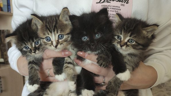 Под Тулой спасли котят, упакованных в коробку от утюга