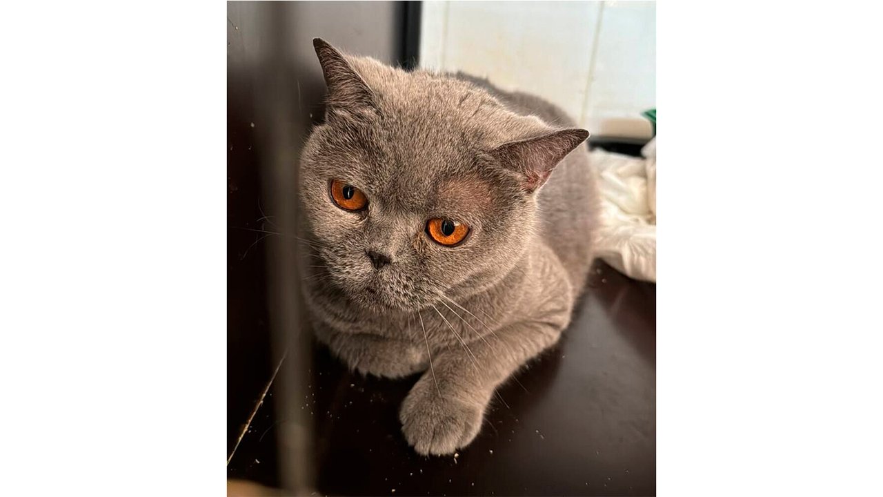 Кошка Кошка