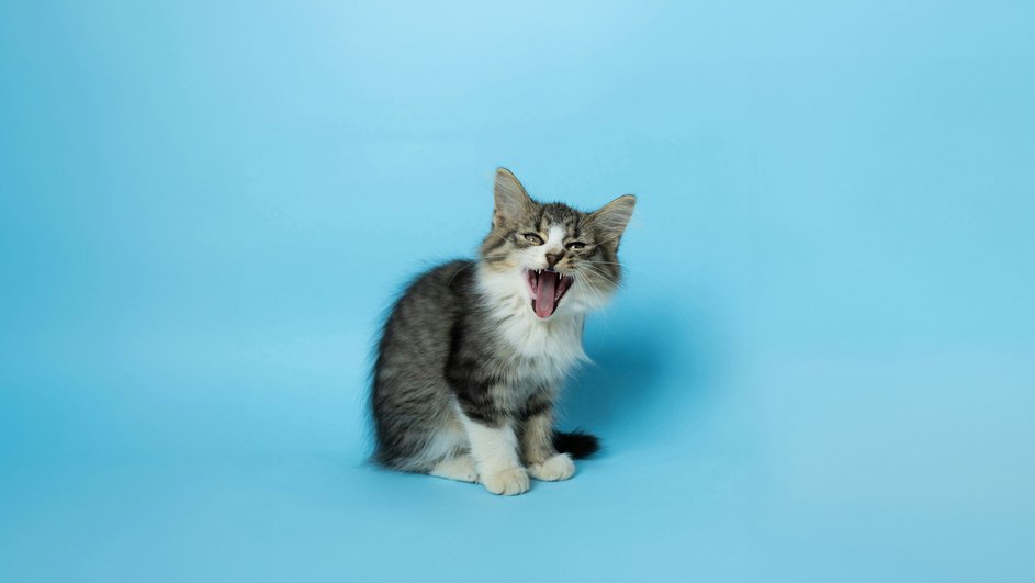 Коты с коротким вариантом гена Коты с коротким вариантом гена