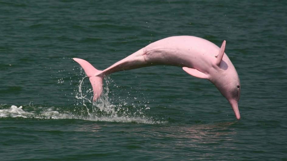 Розовые дельфины тоже умеют прыгать 