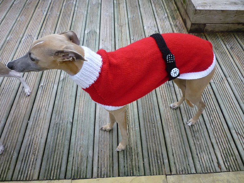 Рождественский свитер для борзой, который связала британка