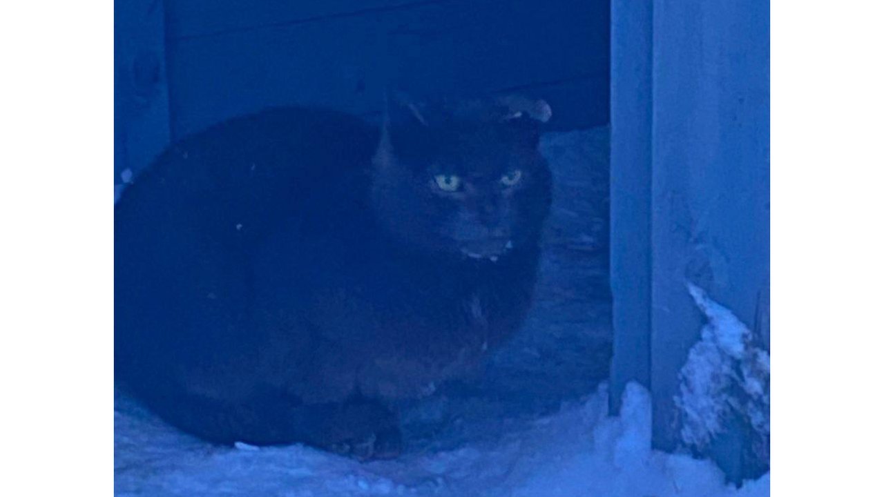 В Карелии на трассе спасли кошку с отмороженными ушками В Карелии на трассе спасли кошку с отмороженными ушками