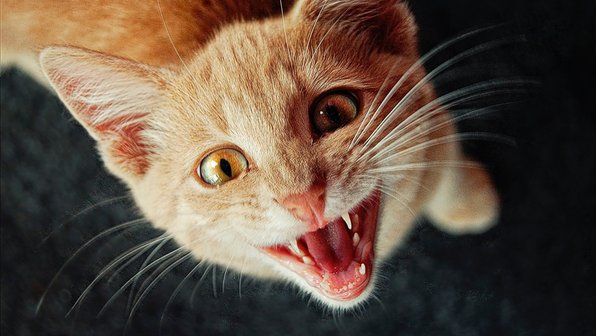 9 вещей, которые ненавидят все кошки. Фотоподборка