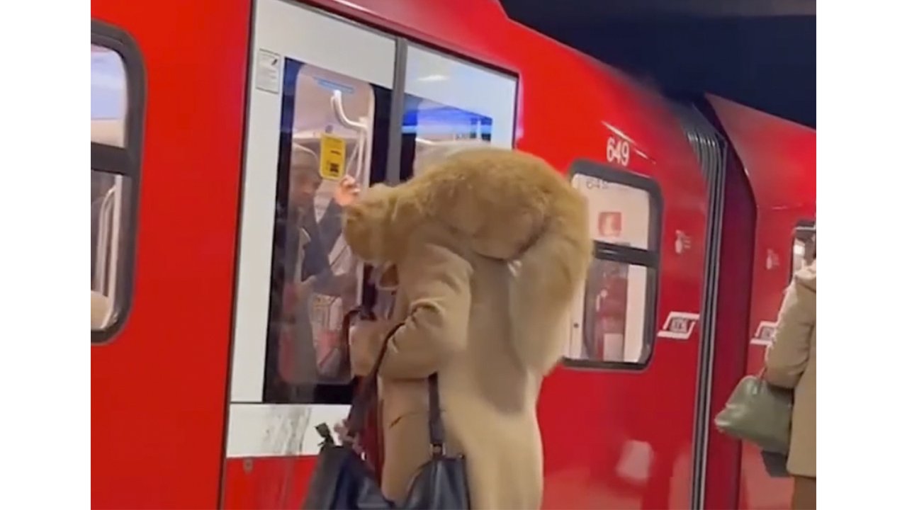 Бабушка посадила гигантского кота себе на плечо Бабушка посадила гигантского кота себе на плечо