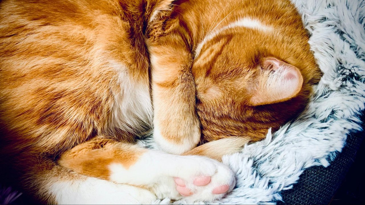 Кошка Кошка