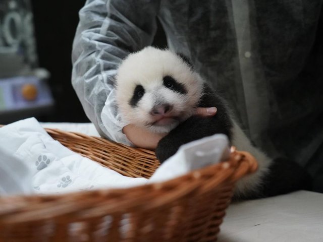 Москвичам предложили выбрать имя для детеныша панды из зоопарка