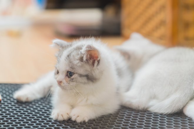 Котенок