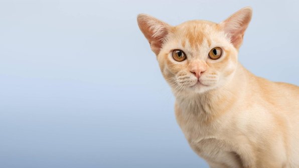 Никогда не скучно: 10 кошек, которые умеют разговаривать