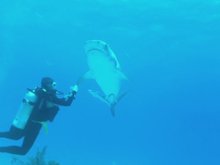 Кадр из Акулы 3D: Властелины подводного мира