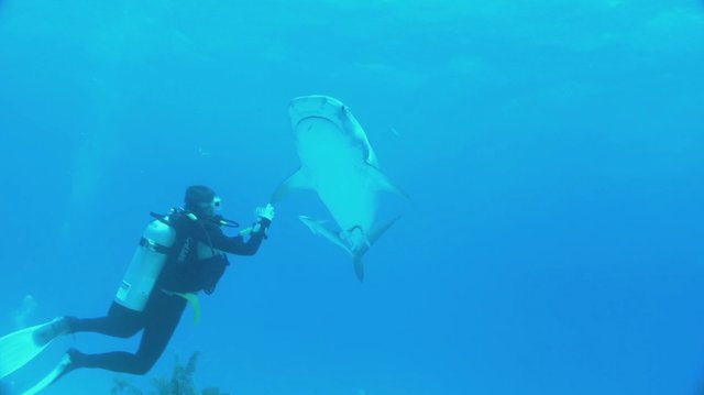 Акулы 3D: Властелины подводного мира