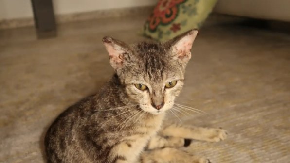 Котенок выбрал хозяйку прямо во время бейсбольного матча