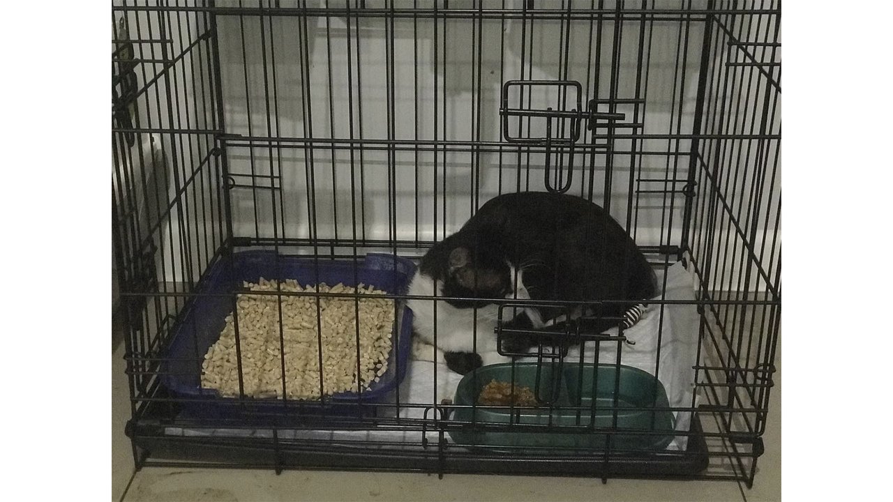 Кот Вася в клетке Кот Вася в клетке