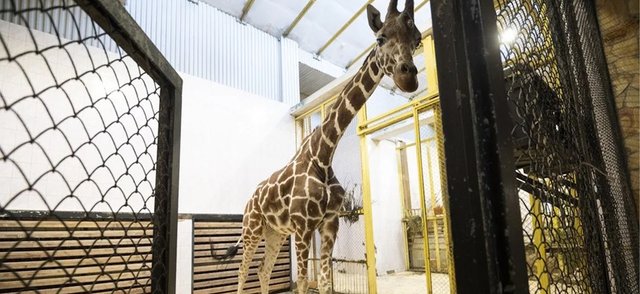 Пиотровский объяснил, почему жирафу в Ленинградском зоопарке держат в одиночестве