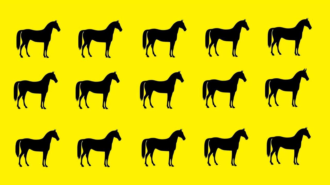 Какая лошадь отличается от остальных?
