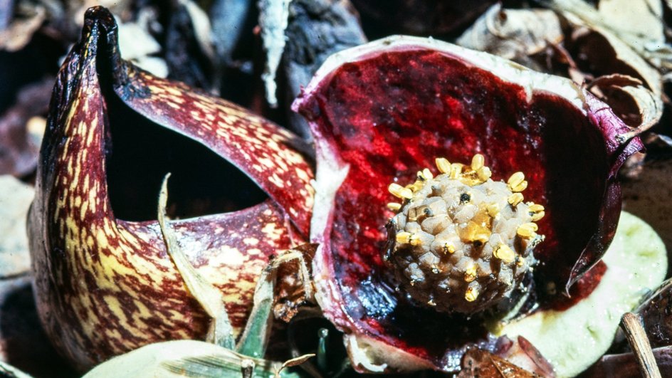 Цветы скунсовой капусты (Symplocarpus renifolius), известные своим отталкивающим запахом гниющего мяса, оказались примером гениальной эволюционной адаптации. Цветы скунсовой капусты (Symplocarpus renifolius), известные своим отталкивающим запахом гниющего мяса, оказались примером гениальной эволюционной адаптации.