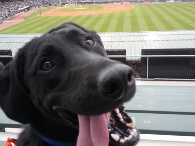 Пес, который очень любит бейсбол. Угадайте, почему? (Все дело в мячике!)