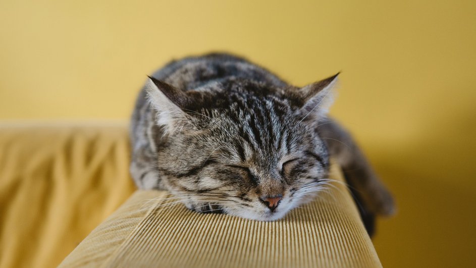 Фото спящего кота Фото спящего кота
