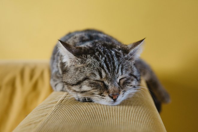 Котик