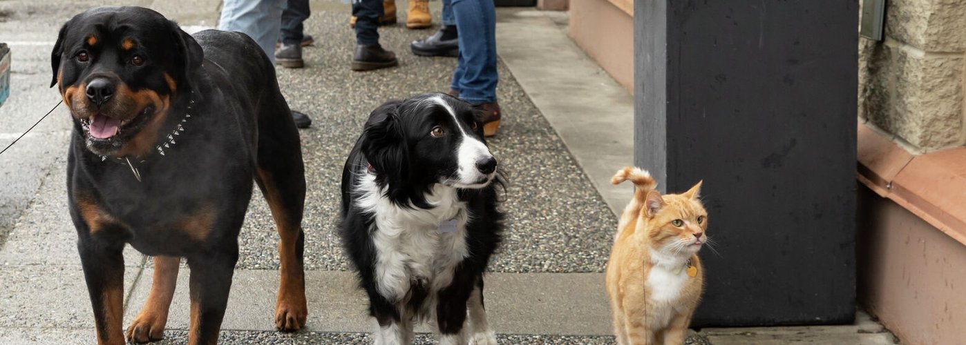 Кошки против собак 3: Лапы, объединяйтесь