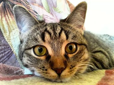 Кошечка по имени Снежка Кошечка по имени Снежка