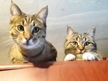 Кошечка по имени Мышель Кошечка по имени Мышель