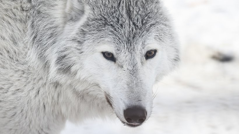 Самый необычный из псовых: что мы знаем о гривистом волке