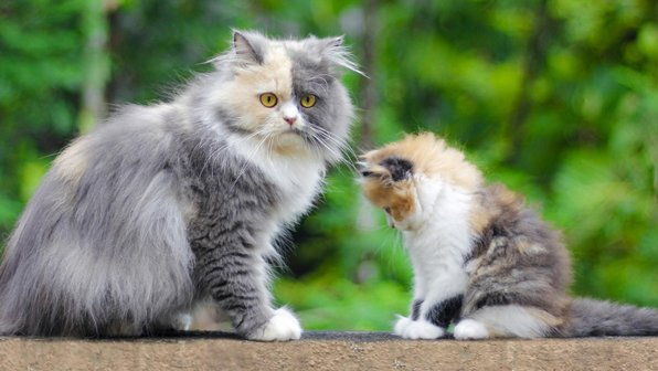 Кошка пожаловалась хозяину на своего котенка