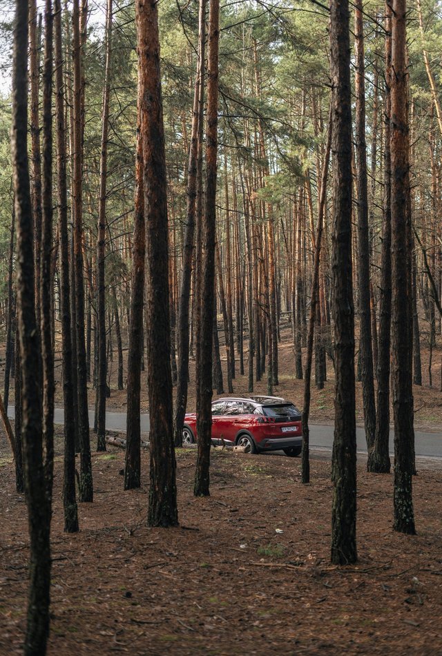 Автомобиль среди леса