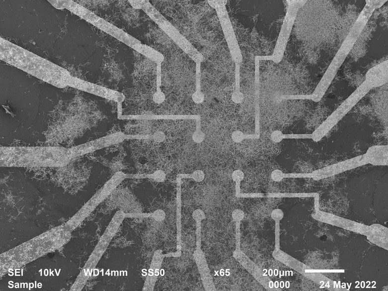 Электроды взаимодействуют с нейронной сетью нанопроводов, лежащей в основе чипа. 