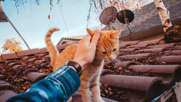 Я взял котенка с улицы. Что делать?