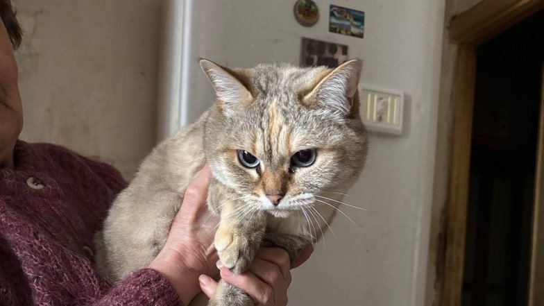 Кошка по имени Фиалка Кошка по имени Фиалка