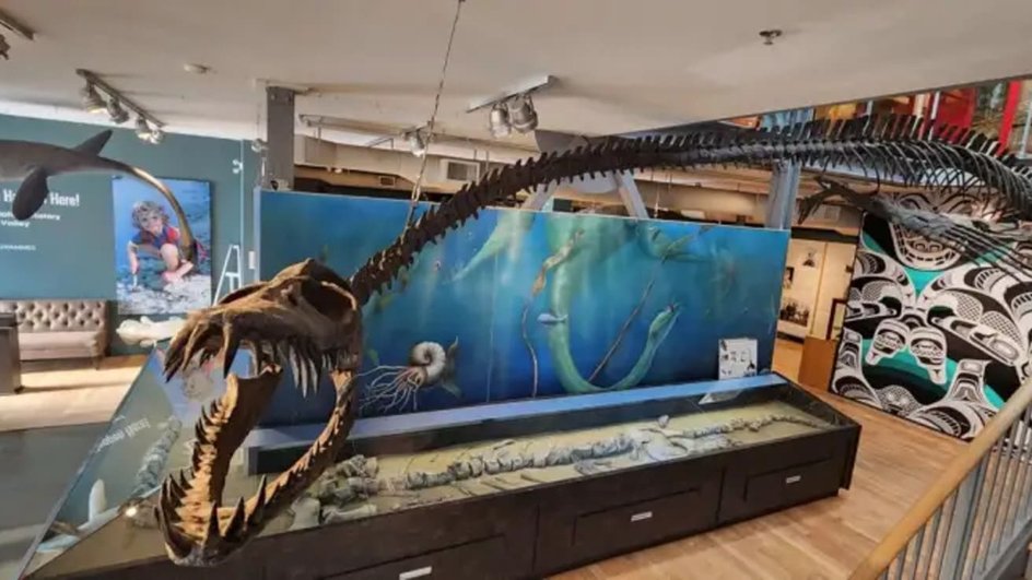 Окаменелости Traskasaura sandrae и воссозданный на их основе скелет в музее на острове Ванкувер (Канада) Окаменелости Traskasaura sandrae и воссозданный на их основе скелет в музее на острове Ванкувер (Канада)