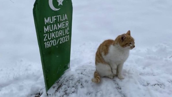 Кот-Хатико два месяца живет на могиле хозяина