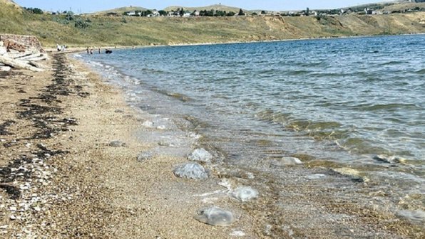 Успели соскучиться? Первые медузы появились у берегов Крыма