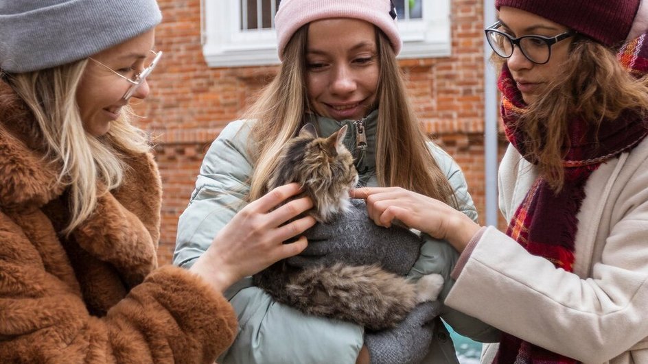 Девушки выбирают гипоаллергенную кошку Девушки выбирают гипоаллергенную кошку